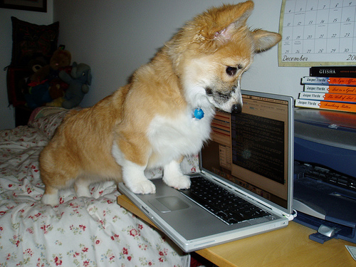 dog with powerbook dog with powerbook