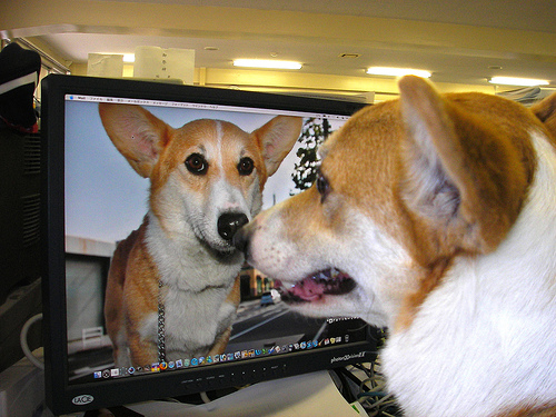 dog looking at mac dog looking at mac