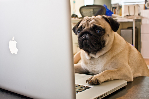 pug with the mac pug with the mac