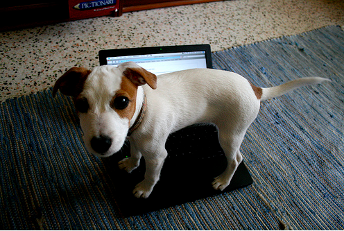 jack russel mac jack russel mac