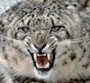 angry snow leopard