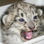 baby snow leopard