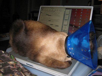 Cat On Mac