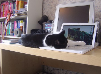 kitten-and-mac-2-400x294