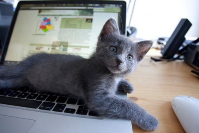 kitten-and-mac-5-400x267