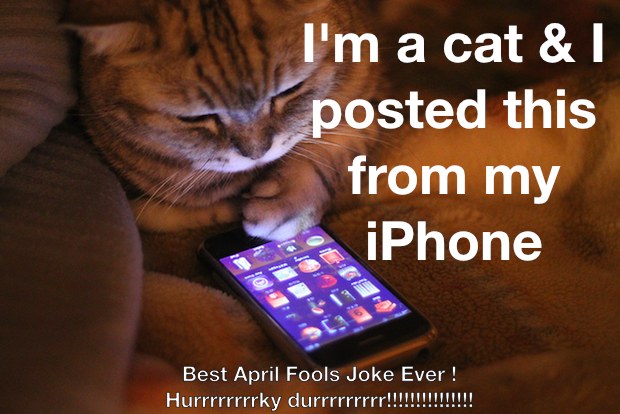 cat-iphone
