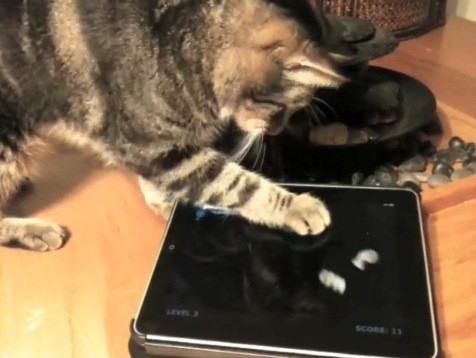 Cat Playing Ipad