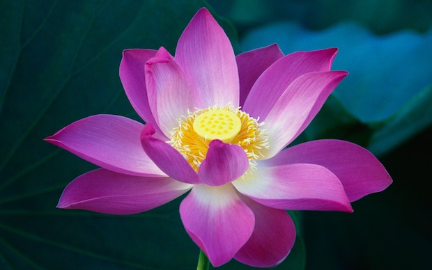 mac os x lion wallpapers. Lotus Flower Wallpaper from Mac OS X Lion. After posting the Lion wallpaper 