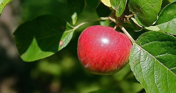Why Apple is called Apple Why Apple is called Apple