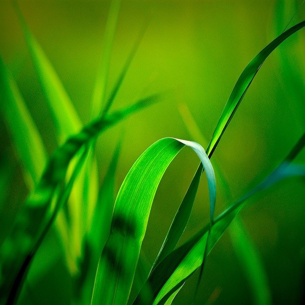 Blades of green grass