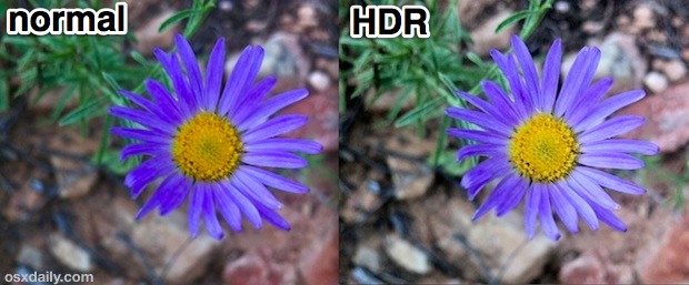 hdr-vs-normal-iphone-macro-shot Normal vs HDR iPhone Macro Shot