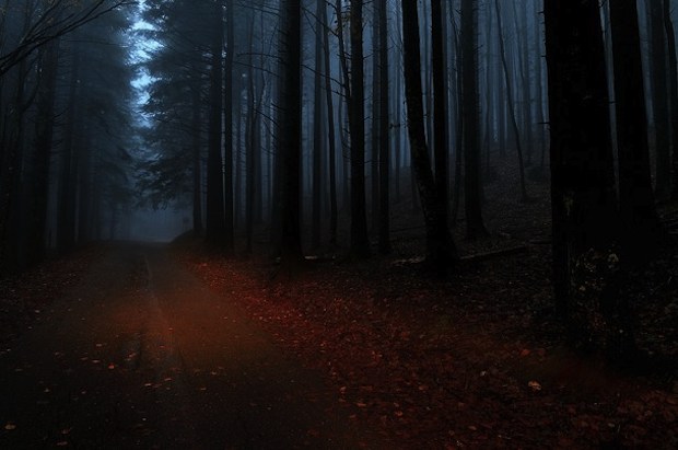 forest at  night wallpaper