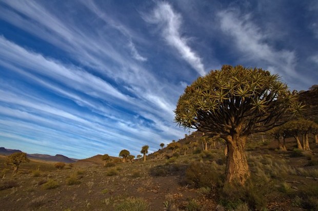 quiver trees wallpaper
