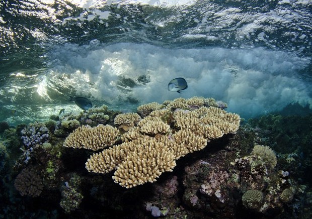 reef wallpaper