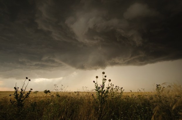 thistle storm wallpaper