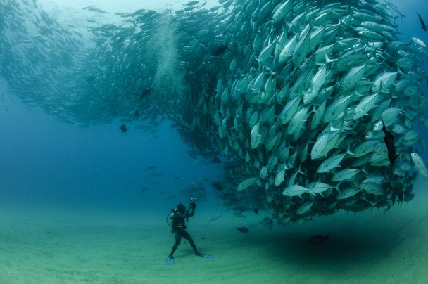 fish-diver Fish school and Diver