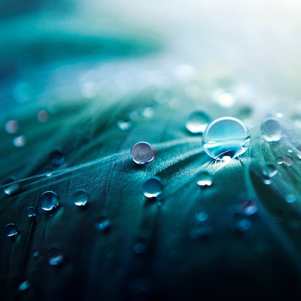 water drops on feathers wallpaper
