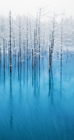 Trees snowy water