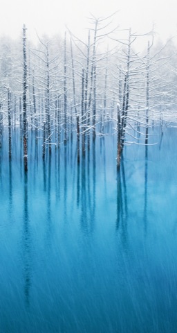 Деревья снежная вода