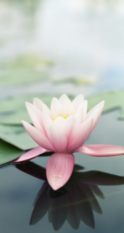 lotus flower